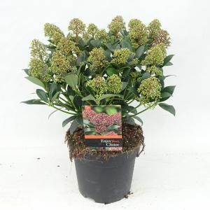 Skimmia (Skimmia Japonica “Wanto”) heester - 30-40 cm (C3) - 6 stuks