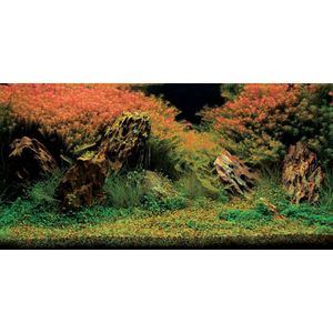 Aquatic Nature Foto Achterwand Inferno 80 x 40