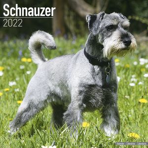 Kalender 2025 Schnauzer