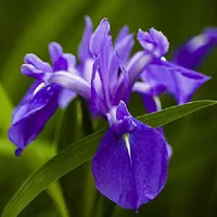 Blauwe loisiana lis / Iris Laevigata
