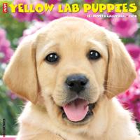 Labrador Retriever Blond Puppies Kalender 2026