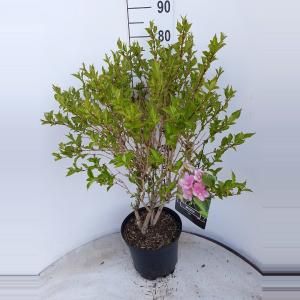 Weigela struik Rosea - 60 - 80 cm - 5 stuks