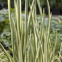 Bonte kalmoes (Acorus calamus “variegatus”) moerasplant (6-stuks) - thumbnail