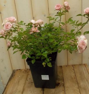 Struikroos roze - Warentuin natuurlijk