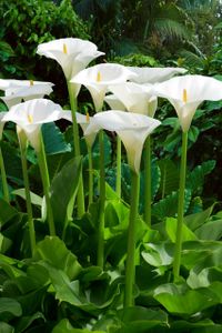 Zantedeschia Aethiopica