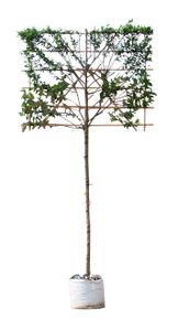 Krentenboom leiboom 180 cm Amelanchier lamarckii 300 cm - Warentuin Natuurlijk