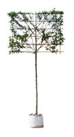 Krentenboom leiboom 180 cm Amelanchier lamarckii 300 cm - Warentuin Natuurlijk