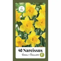 X 40 Narcissus grootkronig geel - thumbnail