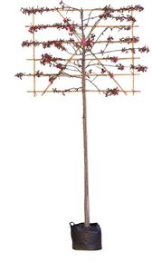 Roodbladige sierappel als leiboom Malus Mokum h 300 cm st. omtrek 10 cm st. h 180 cm - Warentuin Natuurlijk