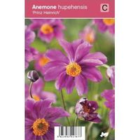 Herfstanemoon (anemone hupehensis "Prinz Heinrich") najaarsbloeier - 12 stuks