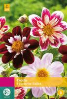 Dahlia Favourite Ballet Bloembol JUB 3 bollen - Jub