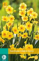 Narcissus Golden Dawn 4 bollen - Jub