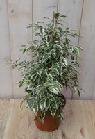 Kamerplant Ficus witbont 60 cm - Warentuin Natuurlijk