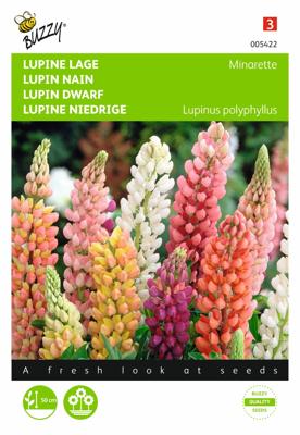 Lupinus polyphyllus Russel s Minarette Gemengd - Buzzy