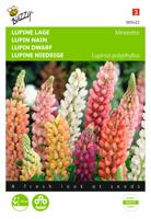 Lupinus polyphyllus Russel s Minarette Gemengd - Buzzy