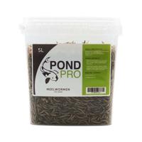 Pond Pro Meelwormen 5L - Eiwitrijk Voer voor Gezonde Koi, Schildpadden & Kippen