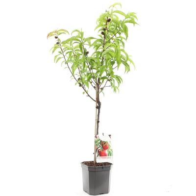 Prunus persica nucipersica Madame Blanchet Nectarine fruitplant Fruithof - Fruithof