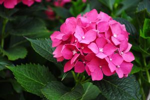 Kleinblijvende hortensia
