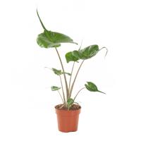 Alocasia Stingray - P 12 cm