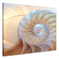 Schilderij - Binnenkant schelp , Premium print - 80x80cm