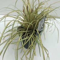 Zegge (Carex oshimensis "Evergold") siergras - In 2 liter pot - 1 stuks