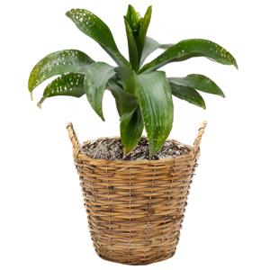 Planten/bloemen mand Cuba - rotan - lichtbruin - D25 x H21 cm - plantenpot voor buiten