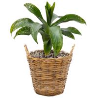 Planten/bloemen mand Cuba - rotan - lichtbruin - D25 x H21 cm - plantenpot voor buiten - thumbnail