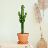 Euphorbia Ingens (cowboycactus) P 17 cm Euphorbia Ingens (cowboycactus) P 17 cm