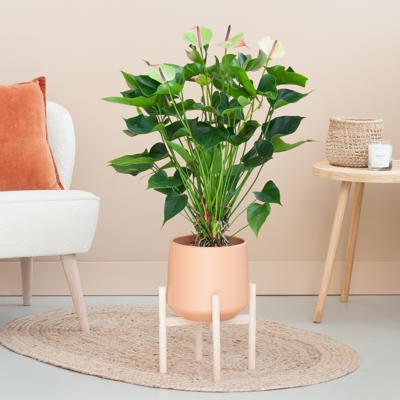 Anthurium Jaguar Green - Flamingoplant - P21