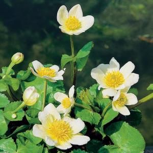 Witte dotterbloem (Caltha palustris &ldquo;alba&rdquo;) moerasplant - 6 stuks