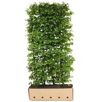 Carpinus betulus Heg - Quickhedge