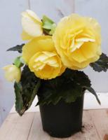 3 stuks! Knolbegonia Tuberhybrida geel Knolbegonia Warentuin Natuurlijk - Warentuin natuurlijk