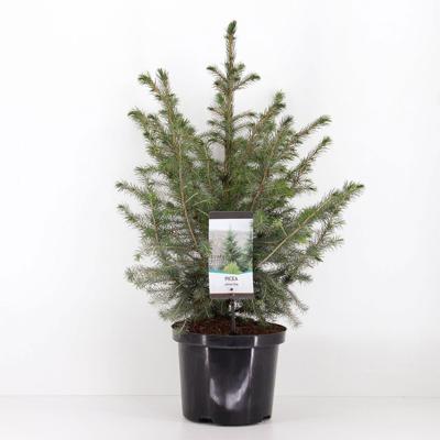 Picea omorika 50-60 cm - Warentuin natuurlijk