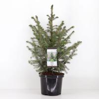 Picea omorika 50-60 cm - Warentuin natuurlijk