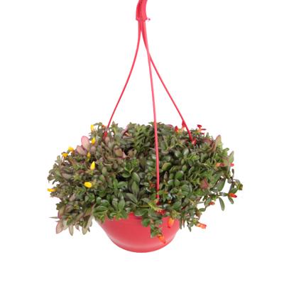 Portulaca Carnaval - P 25 cm