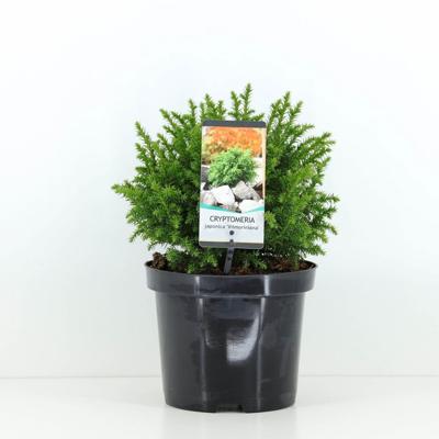 Cryptomeria jap vilmoriniana 45 cm - Warentuin natuurlijk