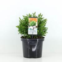 Cryptomeria jap vilmoriniana 45 cm - Warentuin natuurlijk Cryptomeria jap vilmoriniana 45 cm - Warentuin natuurlijk