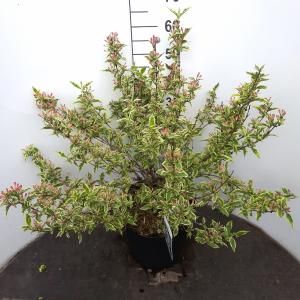 Weigela Florida struik Variegata - 5 stuks