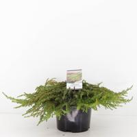 Juniperus communis green carpet 30 cm - Warentuin natuurlijk