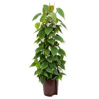 Philodendron scandens 80 hydrocultuur plant