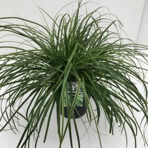 Zegge (Carex oshimensis "Everlime") siergras - In 5 liter pot - 1 stuks