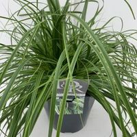 Zegge (Carex oshimensis "Everlime") siergras - In 5 liter pot - 1 stuks