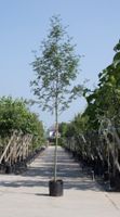Lijsterbes Sorbus aucuparia h 350 cm st. omtrek 12 cm - Warentuin Natuurlijk