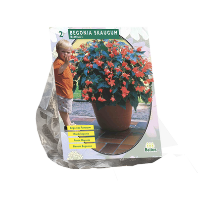 Begonia