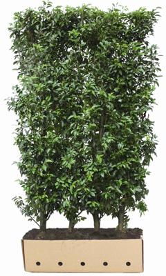 Kant en klaar haag Prunus lusitanica Angustifolia 100x150cm.