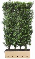 Kant en klaar haag Prunus lusitanica Angustifolia 100x150cm.