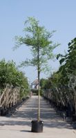 Honingboom Sophora japonica h 450 cm st. omtrek 16 cm - Warentuin Natuurlijk