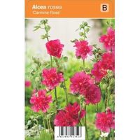 Stokroos (alcea rosea "Carmine Rose") zomerbloeier - 12 stuks