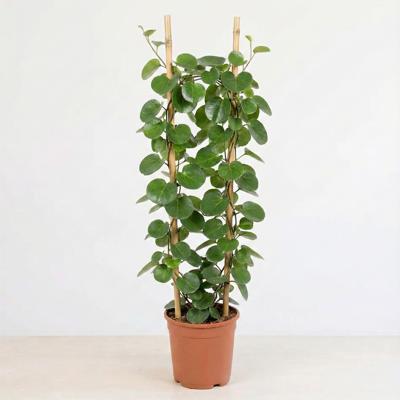 Cissus Rotundifolia (Kamerwingerd) - P27