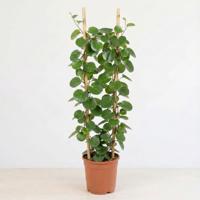 Cissus Rotundifolia (Kamerwingerd) - P27